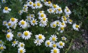 римска лайка